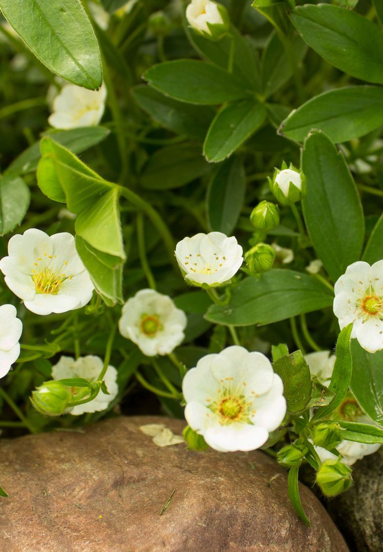 Eine Gruppe weißer Blumen, die auf Felsen wächst, umgeben von natürlicher Schönheit und rauem Terrain.