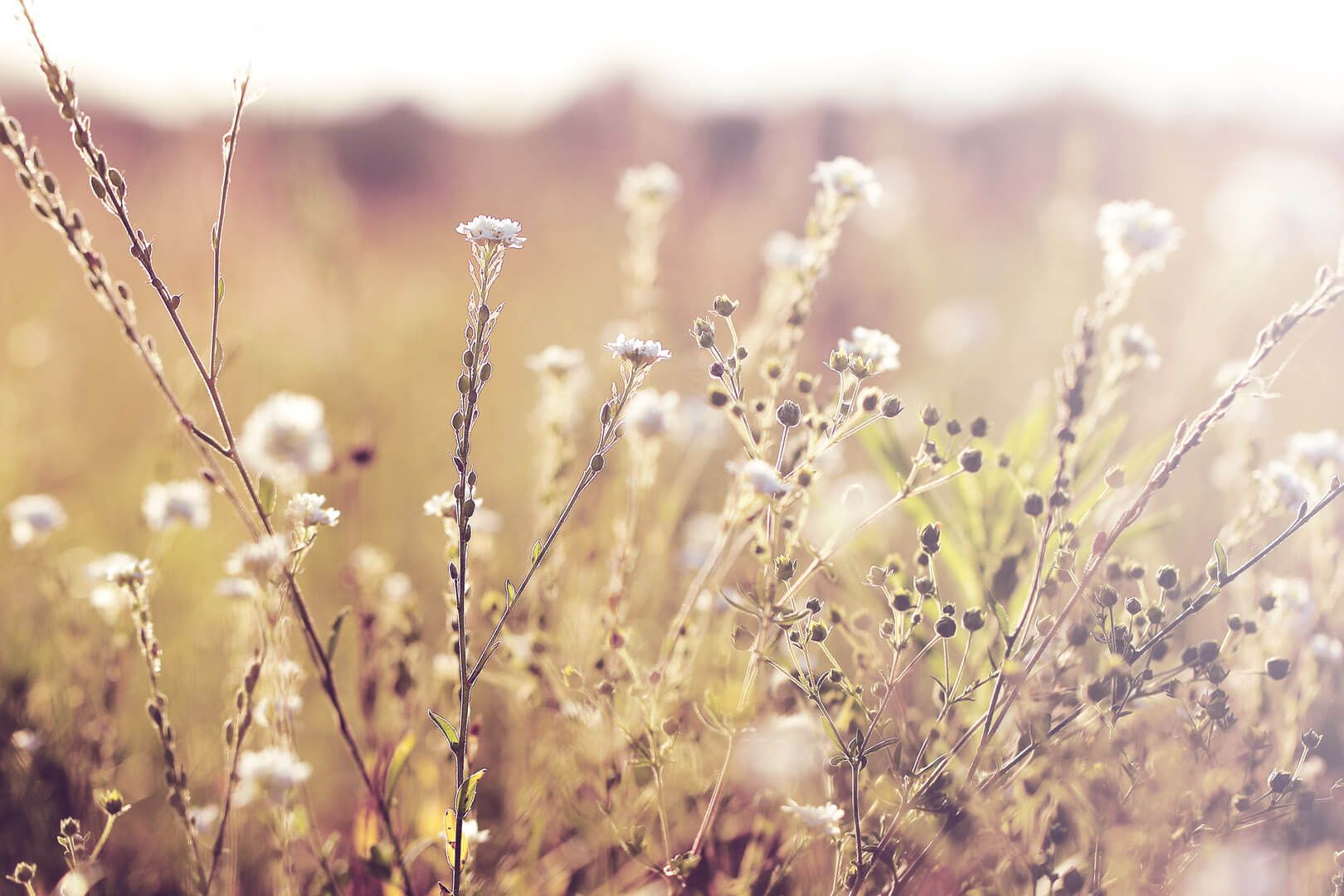 Einen bewachsenes Feld